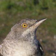 Föregående